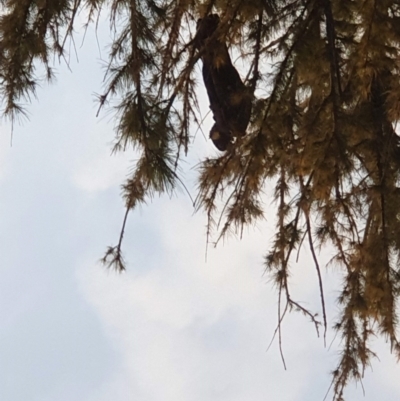 Zanda funerea (Yellow-tailed Black-Cockatoo) at Parkes, ACT - 17 Aug 2022 by LD12