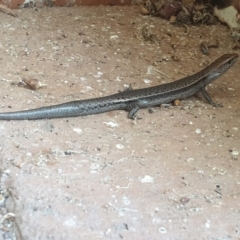 Lampropholis delicata (Delicate Skink) at Turner, ACT - 29 Apr 2022 by LD12