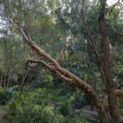 Unidentified Other Tree at Mount Gravatt East, QLD - 25 Sep 2022 by Dreadn0