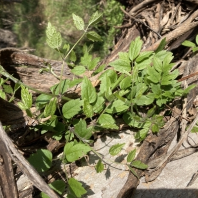 Rubus parvifolius at Campbell, ACT - 25 Sep 2022 by SilkeSma