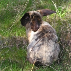 Oryctolagus cuniculus (European Rabbit) at Mount Taylor - 25 Sep 2022 by MatthewFrawley
