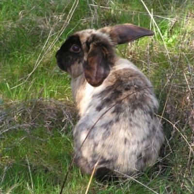Oryctolagus cuniculus (European Rabbit) at Kambah, ACT - 25 Sep 2022 by MatthewFrawley