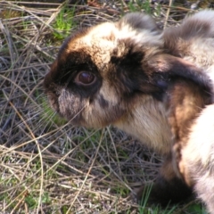 Oryctolagus cuniculus at Kambah, ACT - 25 Sep 2022