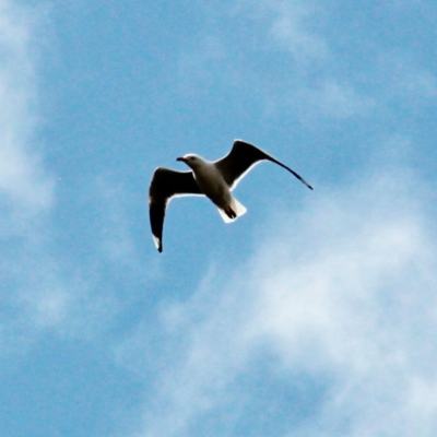 Chroicocephalus novaehollandiae (Silver Gull) at Throsby, ACT - 18 Sep 2022 by davobj