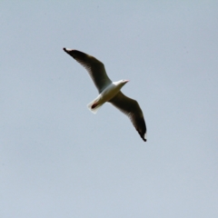 Chroicocephalus novaehollandiae at Throsby, ACT - 18 Sep 2022