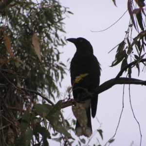 Strepera graculina at Red Hill, ACT - 25 Sep 2022