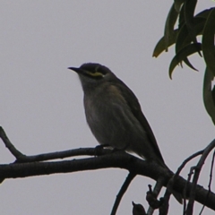 Caligavis chrysops (Yellow-faced Honeyeater) at Red Hill, ACT - 24 Sep 2022 by MatthewFrawley