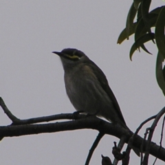 Caligavis chrysops (Yellow-faced Honeyeater) at Red Hill, ACT - 25 Sep 2022 by MatthewFrawley