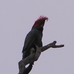 Callocephalon fimbriatum (Gang-gang Cockatoo) at Deakin, ACT - 25 Sep 2022 by MatthewFrawley