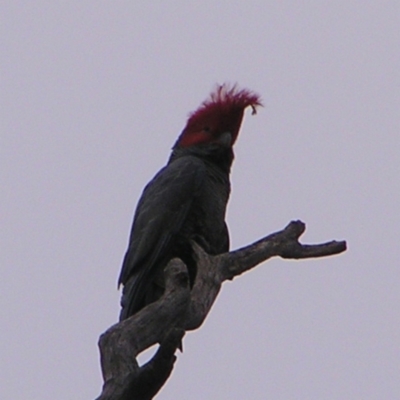 Callocephalon fimbriatum (Gang-gang Cockatoo) at Deakin, ACT - 25 Sep 2022 by MatthewFrawley