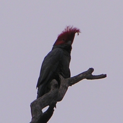 Callocephalon fimbriatum (Gang-gang Cockatoo) at Deakin, ACT - 24 Sep 2022 by MatthewFrawley