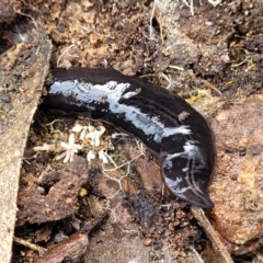 Parakontikia ventrolineata (Stripe-bellied flatworm) at Glen Fergus, NSW - 25 Sep 2022 by trevorpreston