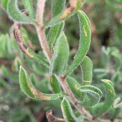 Persoonia rigida (Hairy Geebung) at Glen Fergus, NSW - 25 Sep 2022 by trevorpreston