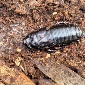 Panesthia australis at Glen Fergus, NSW - 25 Sep 2022 03:05 PM