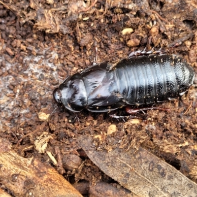 Panesthia australis (Common wood cockroach) at Glen Fergus, NSW - 25 Sep 2022 by trevorpreston