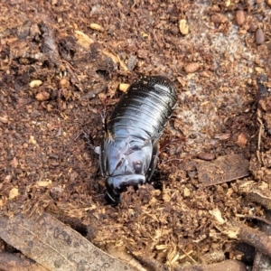 Panesthia australis at Glen Fergus, NSW - 25 Sep 2022 03:05 PM