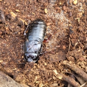 Panesthia australis at Glen Fergus, NSW - 25 Sep 2022 03:05 PM