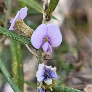 Hovea heterophylla at Glen Fergus, NSW - 25 Sep 2022 03:07 PM