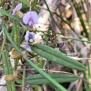 Hovea heterophylla at Glen Fergus, NSW - 25 Sep 2022