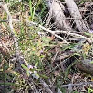 Hovea heterophylla at Glen Fergus, NSW - 25 Sep 2022 03:07 PM