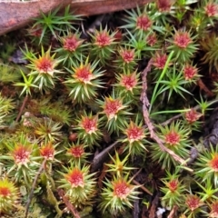 Polytrichaceae sp. (family) (A moss) at Glen Fergus, NSW - 25 Sep 2022 by trevorpreston