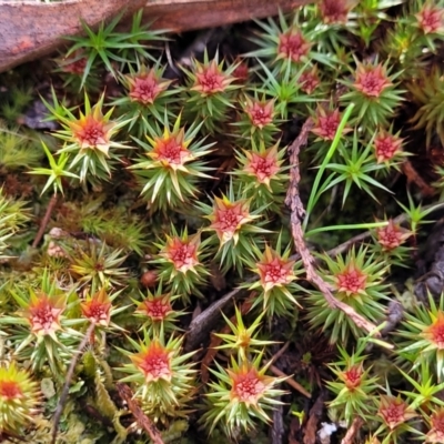 Polytrichaceae sp. (family) (A moss) at Glen Fergus, NSW - 25 Sep 2022 by trevorpreston