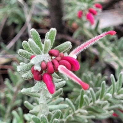 Grevillea lanigera (Woolly Grevillea) at Glen Fergus, NSW - 25 Sep 2022 by trevorpreston