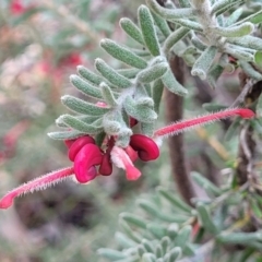 Grevillea lanigera at Glen Fergus, NSW - 25 Sep 2022