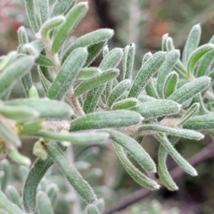 Grevillea lanigera at Glen Fergus, NSW - 25 Sep 2022