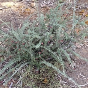 Grevillea lanigera at Glen Fergus, NSW - 25 Sep 2022