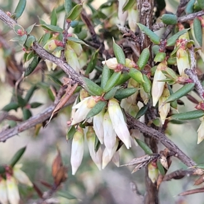 Leucopogon fletcheri subsp. brevisepalus (Twin Flower Beard-Heath) at Glen Fergus, NSW - 25 Sep 2022 by trevorpreston