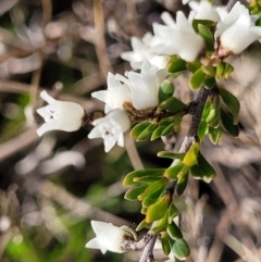 Cryptandra amara (Bitter Cryptandra) at Glen Fergus, NSW - 25 Sep 2022 by trevorpreston