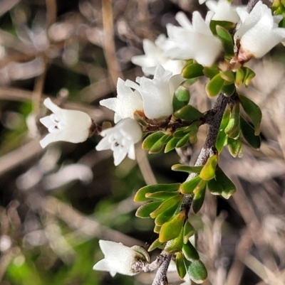 Cryptandra amara (Bitter Cryptandra) at Glen Fergus, NSW - 25 Sep 2022 by trevorpreston