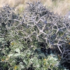 Melicytus angustifolius subsp. divaricatus (Divaricate Tree Violet) at Kuma Nature Reserve - 25 Sep 2022 by trevorpreston