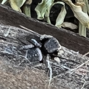 Maratus vespertilio at Yass, NSW - suppressed