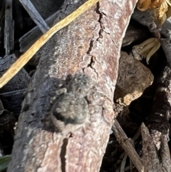 Maratus vespertilio at Yass, NSW - 25 Sep 2022