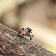 Maratus pavonis (Dunn's peacock spider) at Murrumbateman, NSW - 25 Sep 2022 by amiessmacro