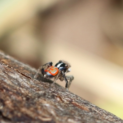 Maratus pavonis (Dunn's peacock spider) at Murrumbateman, NSW - 25 Sep 2022 by amiessmacro