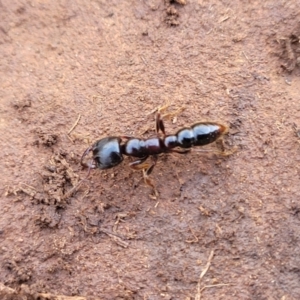 Amblyopone sp. (genus) at Cooma, NSW - 25 Sep 2022