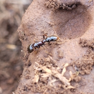 Amblyopone sp. (genus) at Cooma, NSW - 25 Sep 2022 02:15 PM