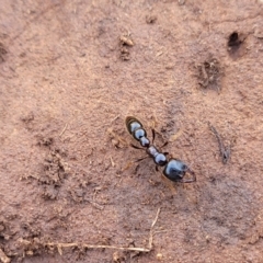 Amblyopone sp. (genus) at Cooma, NSW - 25 Sep 2022