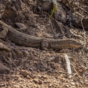 Varanus rosenbergi at Campbell, ACT - 25 Sep 2022