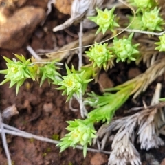 Scleranthus diander (Many-flowered Knawel) at Kuma Nature Reserve - 25 Sep 2022 by trevorpreston