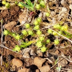 Scleranthus diander at Cooma, NSW - 25 Sep 2022 02:11 PM