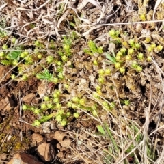 Scleranthus diander at Cooma, NSW - 25 Sep 2022 02:11 PM