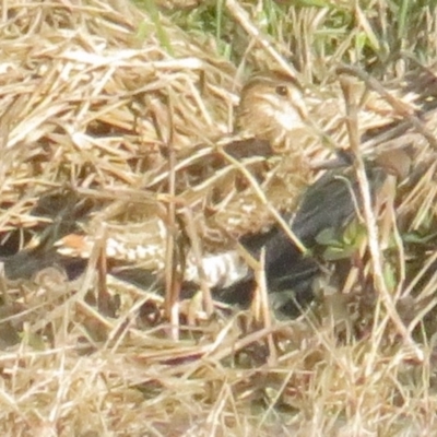 Gallinago hardwickii (Latham's Snipe) at Jerrabomberra Wetlands - 25 Sep 2022 by TomW