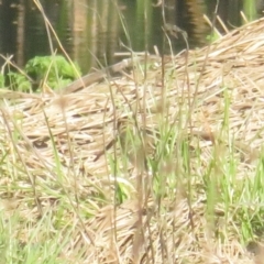 Gallinago hardwickii at Fyshwick, ACT - 25 Sep 2022 04:30 PM