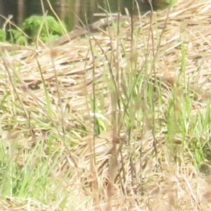 Gallinago hardwickii at Fyshwick, ACT - 25 Sep 2022 04:30 PM