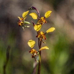 Diuris pardina (Leopard Doubletail) at Mount Ainslie - 25 Sep 2022 by RangerRiley