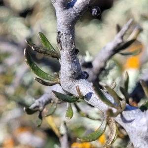 Melicytus angustifolius subsp. divaricatus at Dry Plain, NSW - 25 Sep 2022 01:12 PM